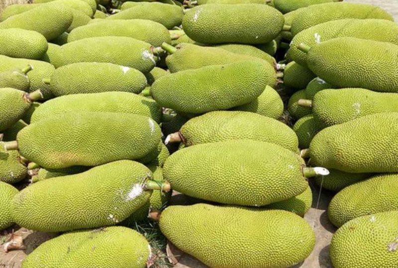 菠萝菠萝蜜相信很多朋友都喜欢吃菠萝蜜吧