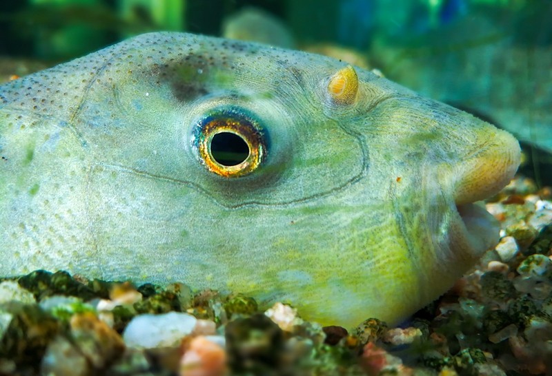 头顶彩石的气泡鱼瞬间萌翻