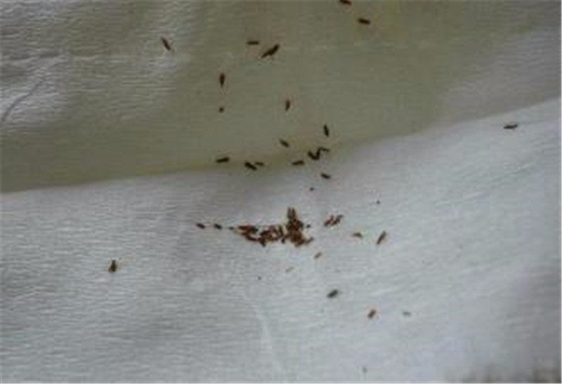 狗狗身上有跳蚤很难受怎么办教你一招让狗狗全身干干净净