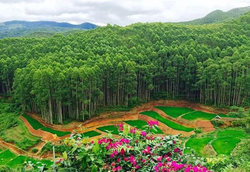 厉害了,我国林业一年贡献近6亿吨碳汇