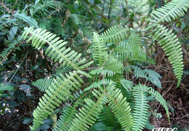 农村这野草,以前是农民烧火做饭的好帮手,如今上了舌尖上的中国