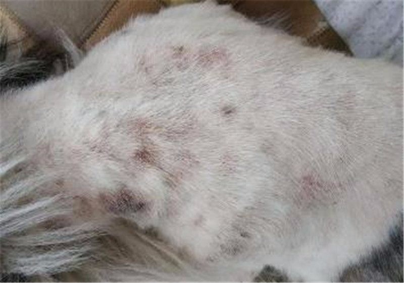 但是由于狗狗被毛多,特别容易染上跳蚤螨虫等寄生虫,我们非常苦恼!