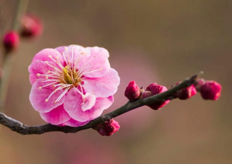 疏是枝条艳是花春妆儿女竞奢华梅花