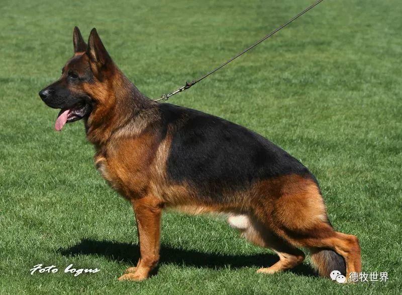 德牧世界_德国牧羊犬名犬赛事
