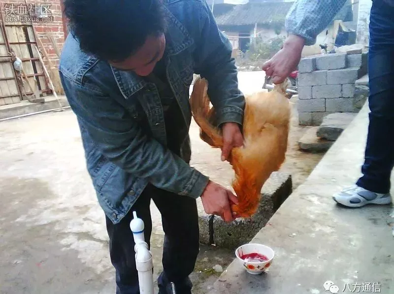 杀鸡专员请有意向者速速回家报道现高薪诚聘以下人员,因为过年在倒