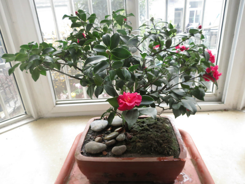 这种木本植物冬天花开正艳红红火火漂亮又喜庆是盆栽佳品