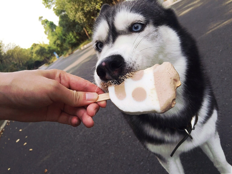 热了吧,吃口雪糕吧!