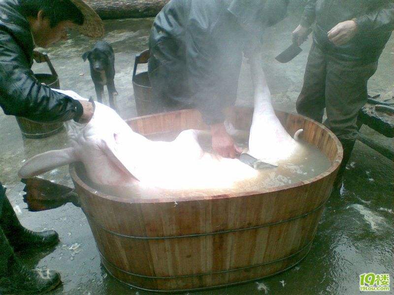 所谓泡汤,不过是将年猪放置在一个特制的木桶内,再倒入开水,用杀猪匠