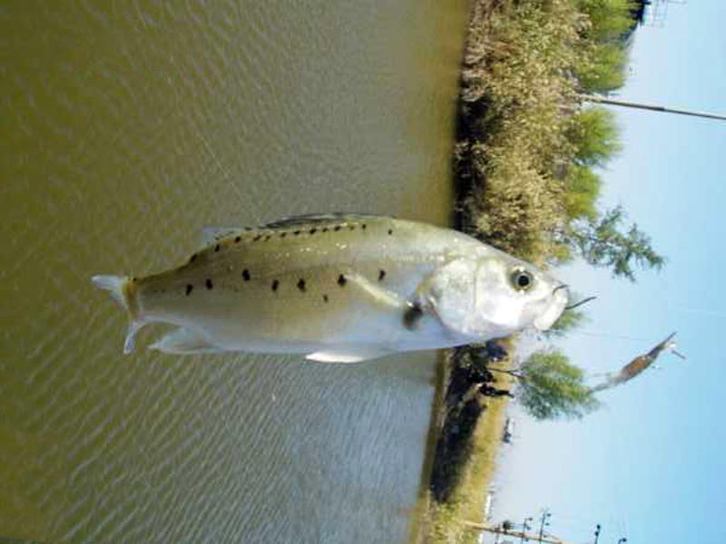 在沿海地区此鱼非常受欢迎,银白的身体上有七颗美丽的斑点