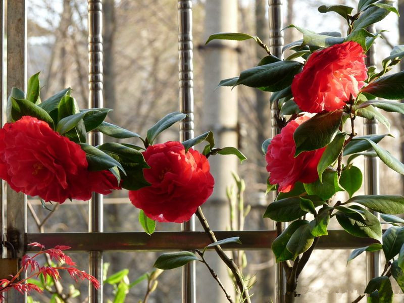 这种木本花卉,漂亮不逊玫瑰花,花大色艳,红红火火,是盆栽佳品