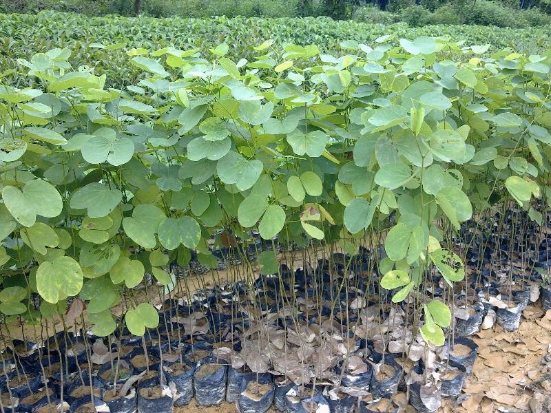 心形:如紫荆,酢浆草;黑枣树茶树椭圆形:如茶树,黑枣树;旱金莲豆瓣绿