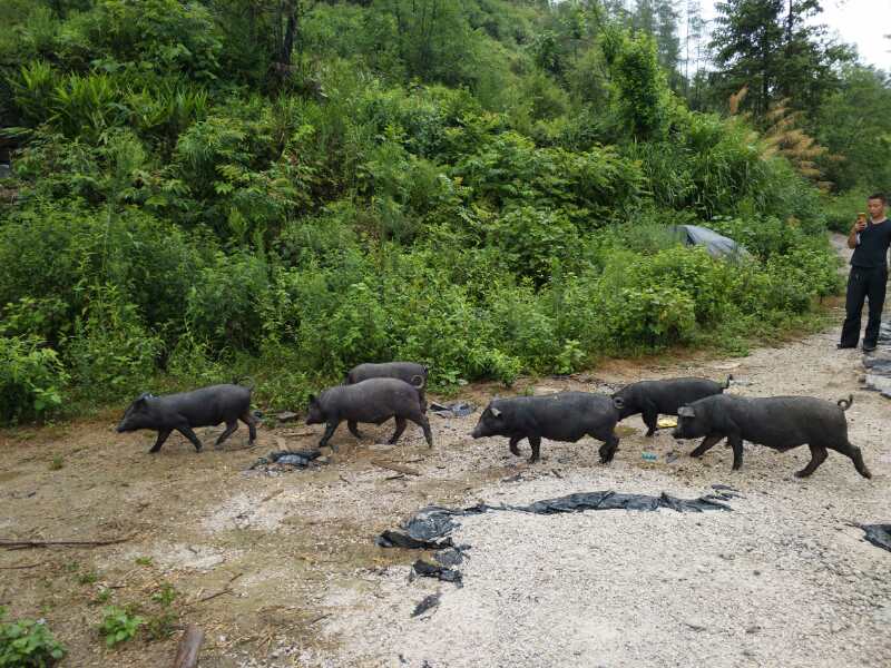 这些跑山猪通常由深居山林的贫困户来养殖,养殖满6