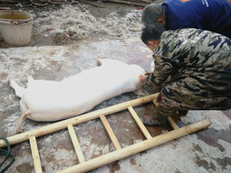 城里媳妇回乡下婆家过年遭遇杀年猪大半边猪肉被硬塞进车