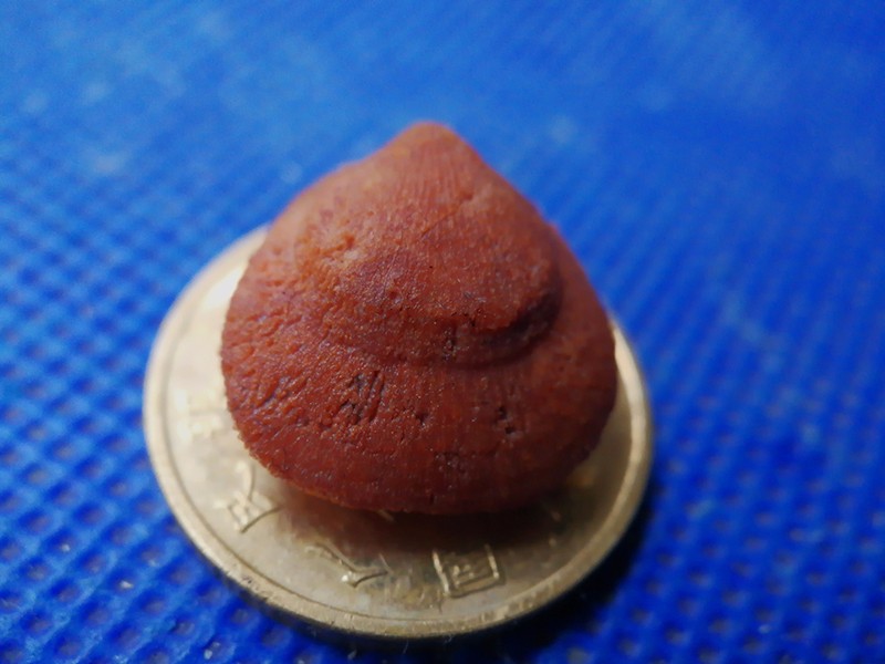 不过,像湘乡的这种化石由于在地表的浅层,所以表面风化的比较严重,加