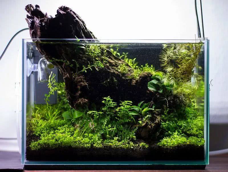 水草造景缸:魔鬼般的身材,你羡慕吗