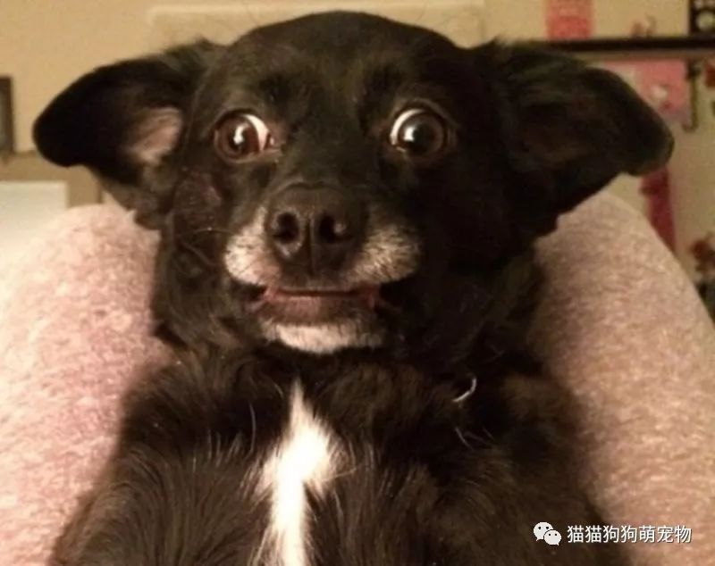 一脸惊恐的汪星人,真是吓到宝宝啦