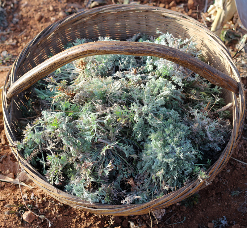 三月茵陈四月蒿这种野菜清明节做粑粑最好吃错过太可惜