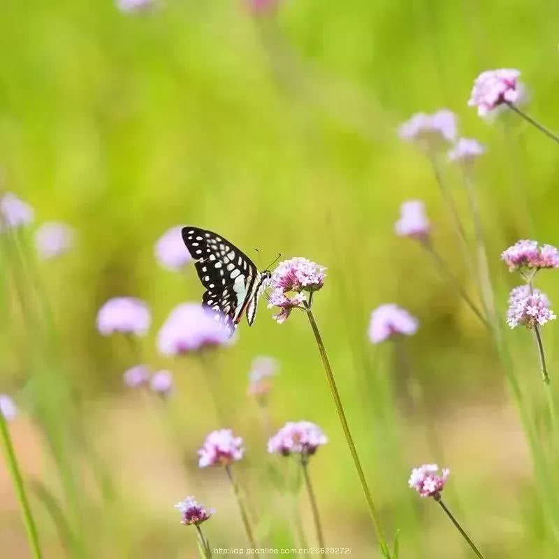 樱桃,绿了芭蕉的光阴里,我们总是在相遇别离间辗转,在高低沉浮间等待