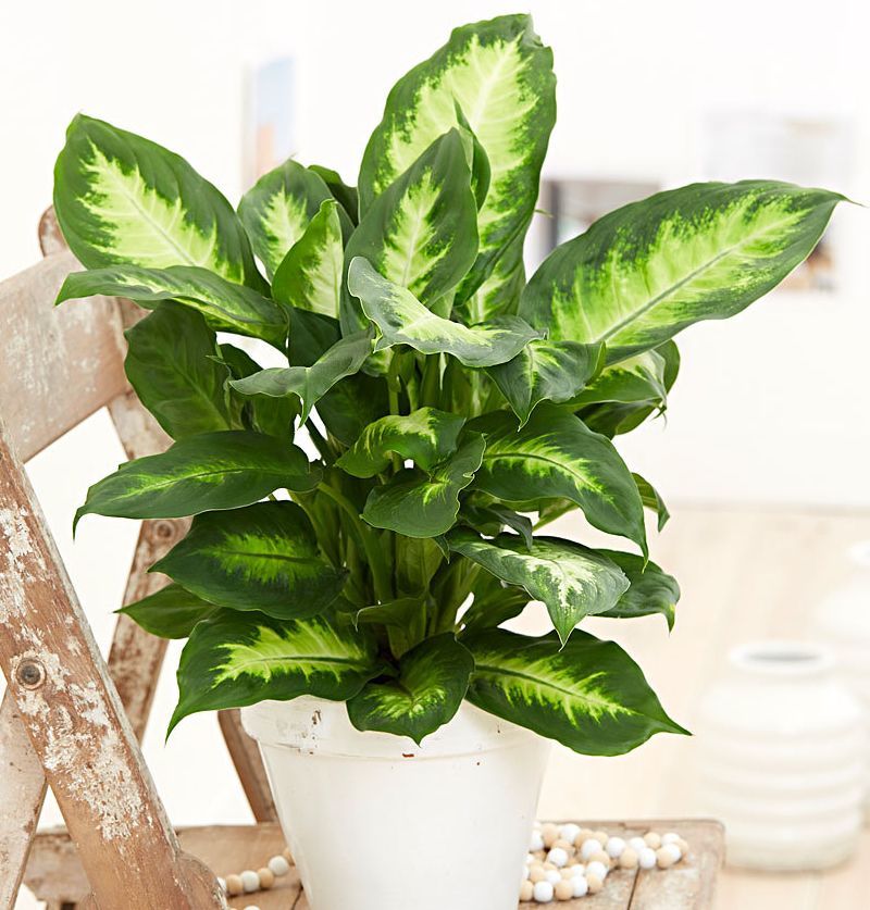 五种在低光照的室内也能生长良好的花卉植物你家养了哪种