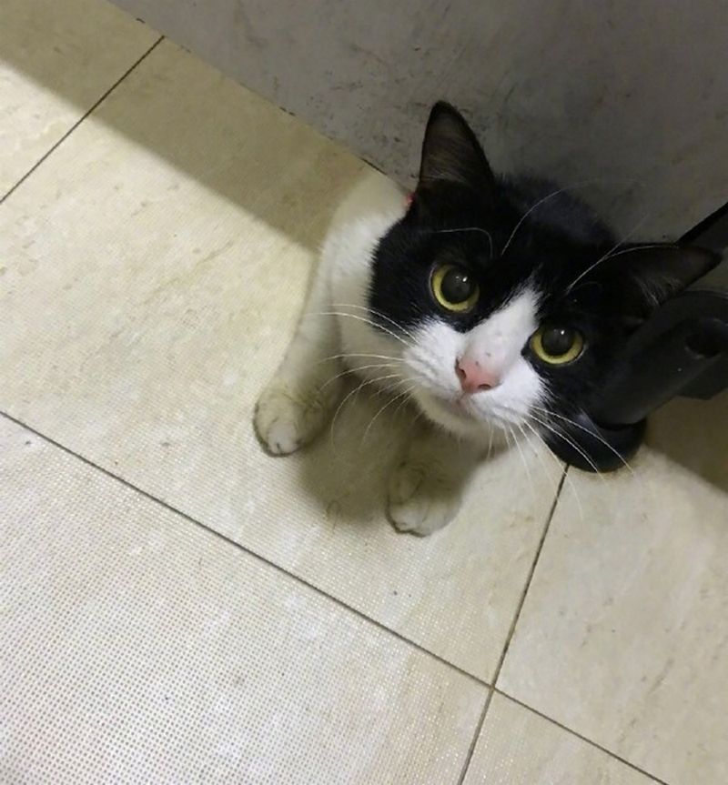 网友正在上厕所,没想到从门缝伸进一颗头,瞪大眼睛"偷看"呢!