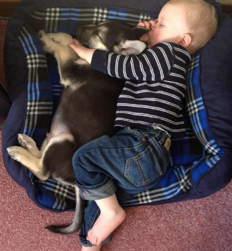 萌宠治愈系美图:小宝宝最喜欢的睡觉姿势原来是和小宠物一起