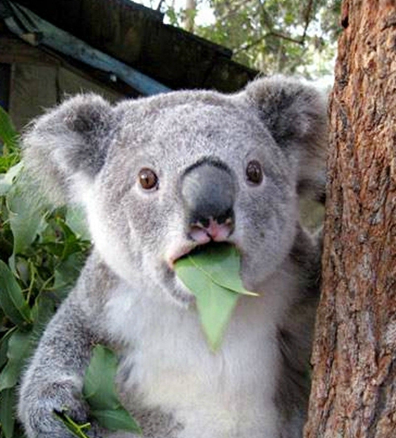 动物偷吃被抓拍的瞬间,我说是面条先动的手,你信吗