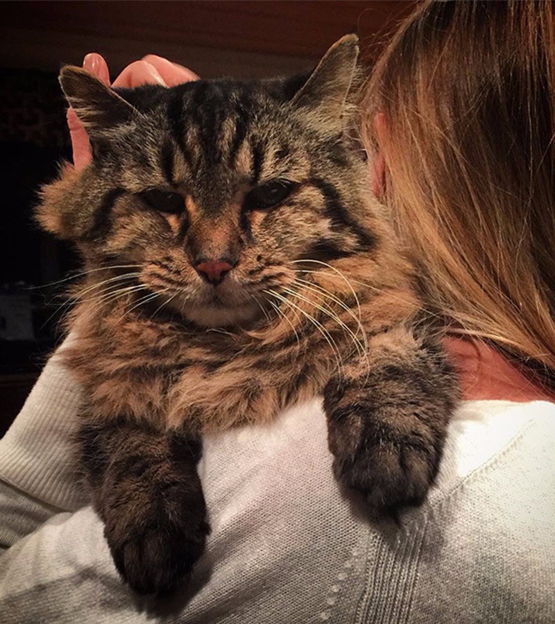 世界上最长寿的猫已成精这只猫活到现在已122岁了
