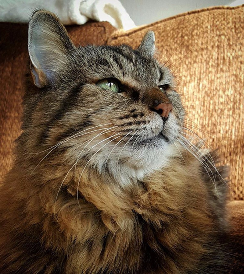 世界上最长寿的猫已成精这只猫活到现在已122岁了