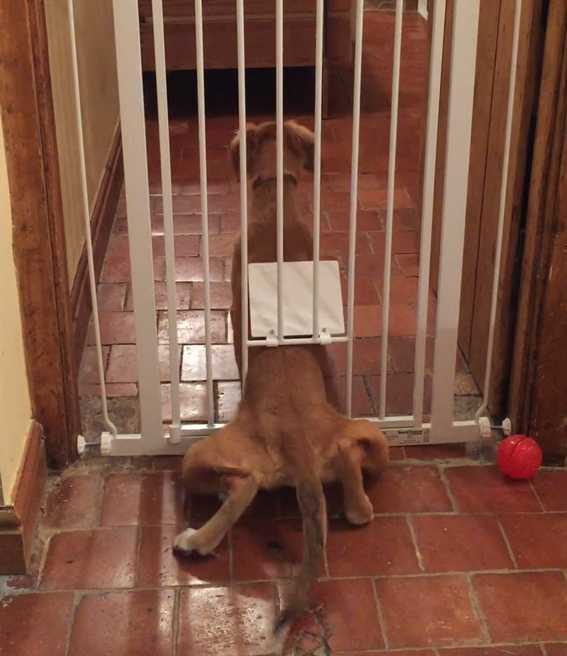 狗狗总是能从锁上门的笼子里跑出来,摄像头拍下搞笑的一幕!