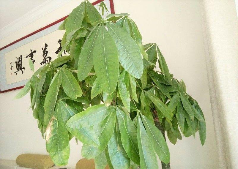 你的花一蔫就浇水，难怪养1盆死1盆！简直比窦娥都冤！ |君子兰|窦娥|绿萝_新浪新闻
