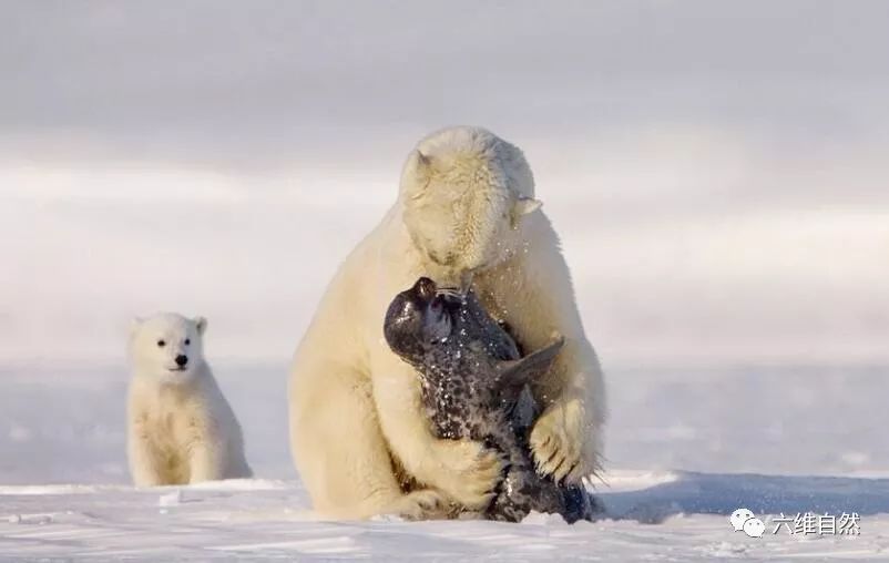 海豹遇到母北极熊,怎样都躲不过被猎杀|北极熊|海豹|冰面_新浪新闻