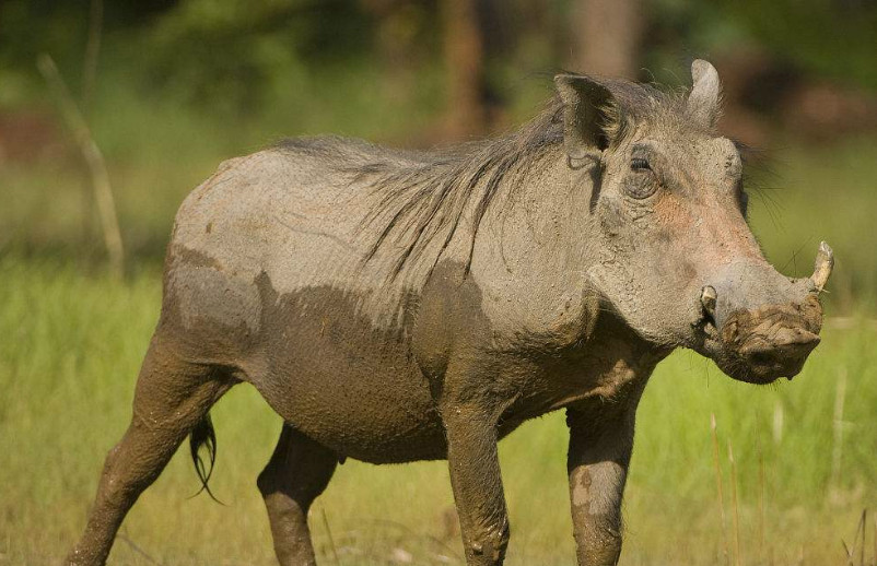 珍稀动物爪哇疣猪突然现身网友直呼丑的不忍直视