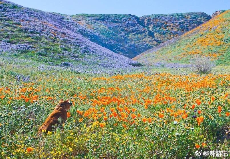 三月了满山满谷的野花还会远吗期待南加山坡繁花似锦