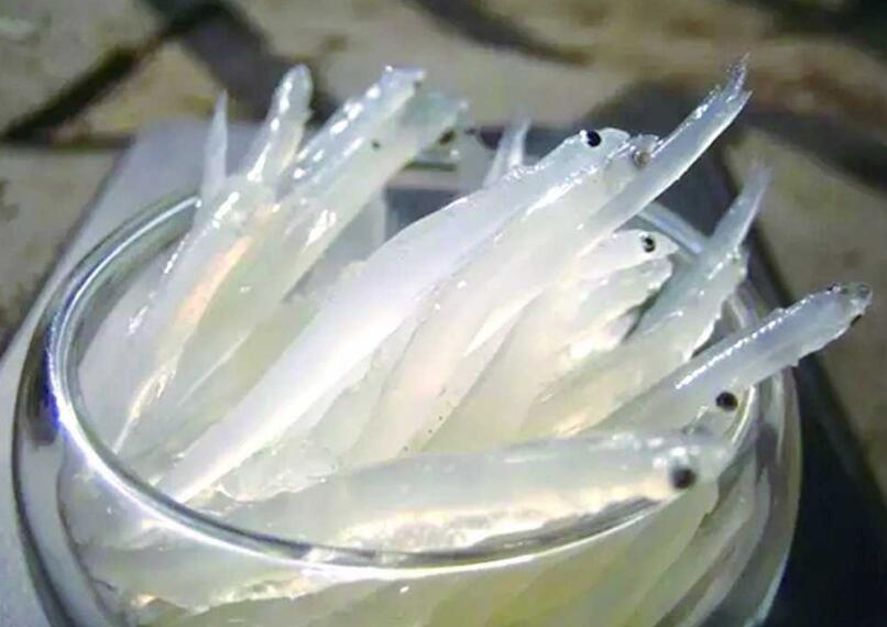 吃过这种浑身透明被称为太湖三宝之首的面条鱼吗吃货都不会放过