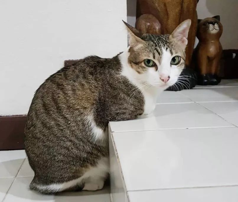 一次电击猫咪痛失双爪,乐观坚强做起心理导师,成了网红