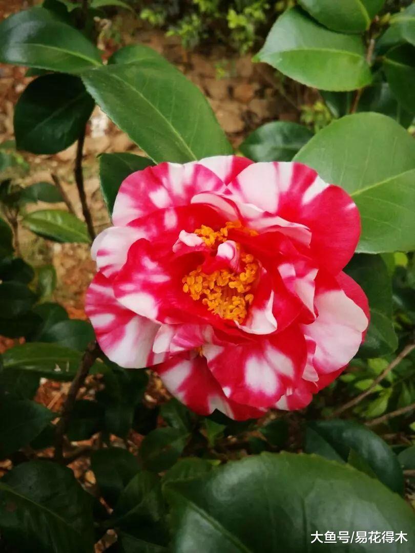 全国城市市花集锦