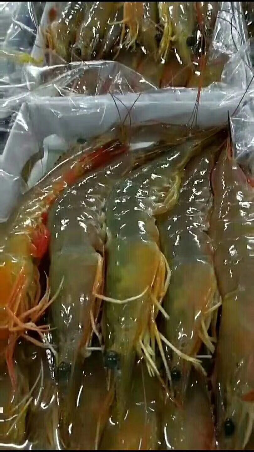 肥美的湛江天然大明虾,春节将至价格开始走高!