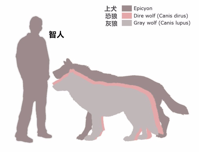 海德尼上犬:最大的犬科猛兽__财经头条