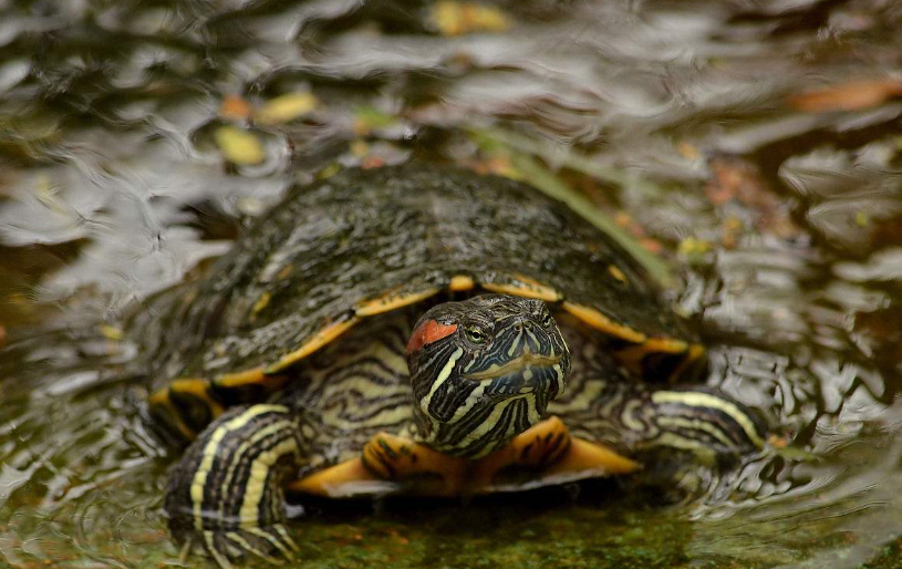 乌龟也要温温暖暖过冬天来看看你该怎么做