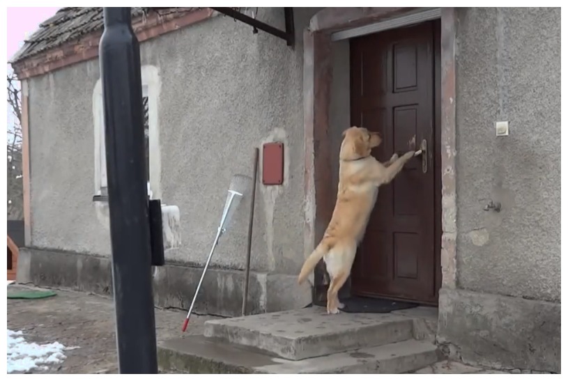 狗狗回家按门铃这效果堪比傅文佩开门啊