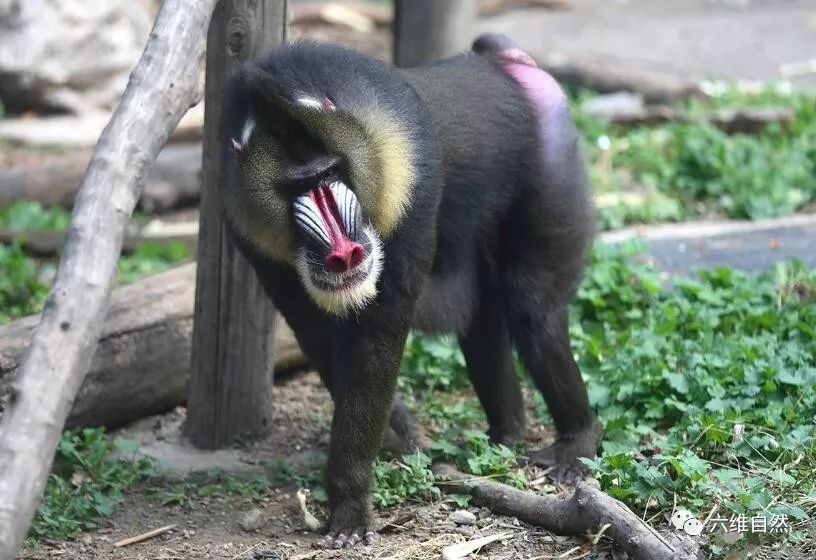 山魈凭借一张奇怪脸庞,凶狠起来能吓退狮子花豹等猛兽