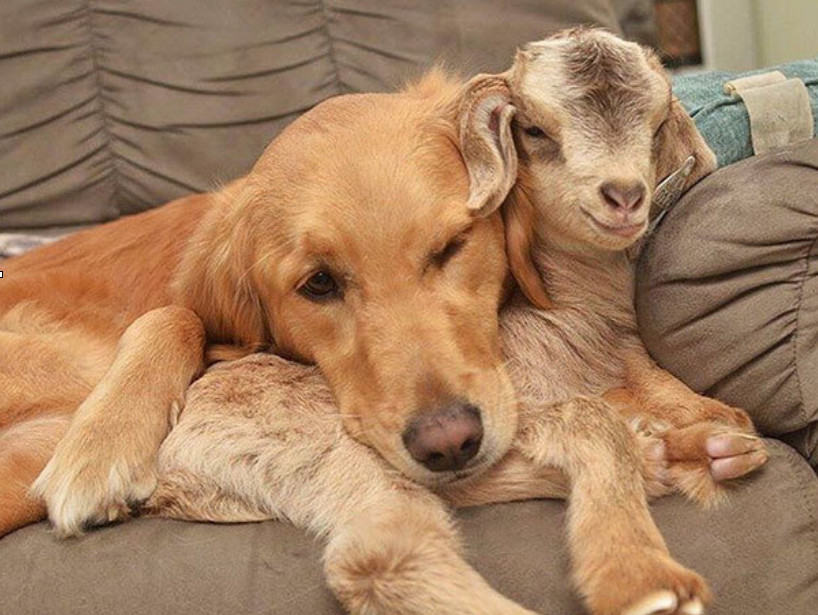 寒冷的冬天动物界最感人的拥抱,最后一张满满真爱,虐死了