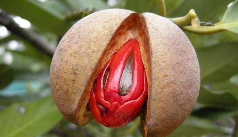 肉豆蔻成熟果实可分成假种皮和种仁果核,前者称 为肉豆蔻皮,后者为