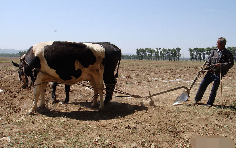 这不有人用它发明了这个耕地神器,用前轱辘再加上个犁耙,就做成了