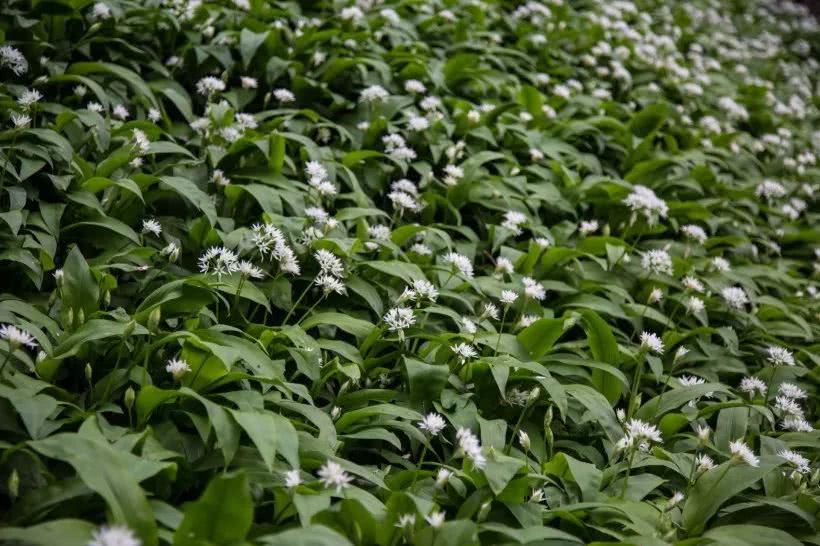 植物花卉:野葱花图片
