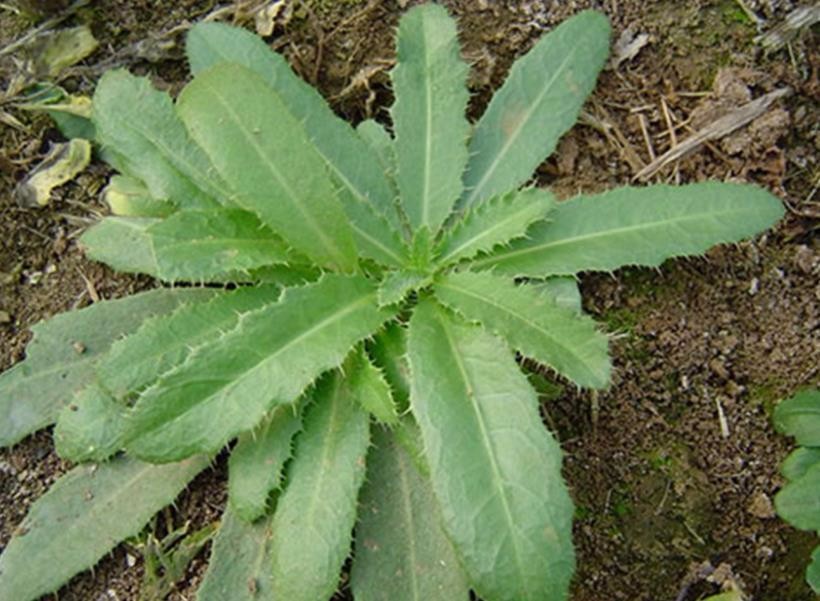 春天即将来临,这几种生长在农村的野菜又进入到城里人的视野