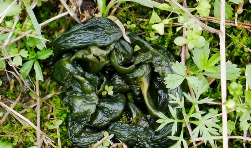 農村人最愛吃這五大野菜全吃過的真沒幾個最後個叫啥