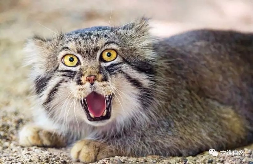 兔狲不发威,真的以为兔狲是大橘猫肥猫?