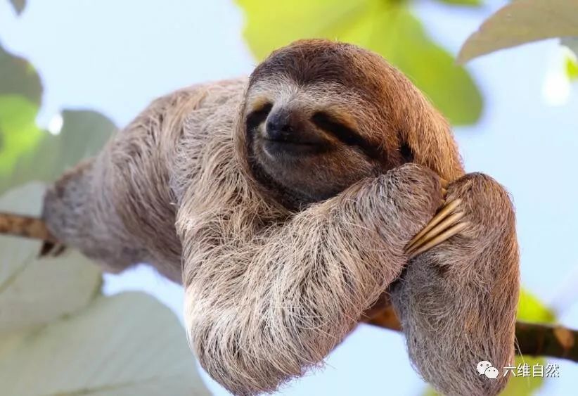 树懒却笑别人看不穿|树懒|植物|天敌_新浪新闻