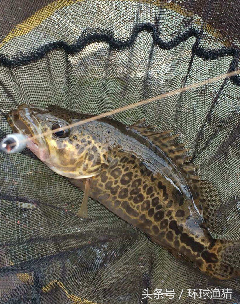 五米高大桥墩下暗藏世界最大斑鳜
